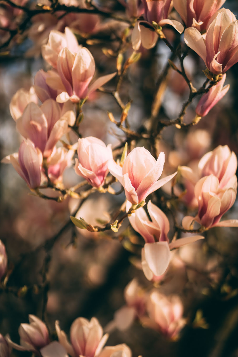 nature 4